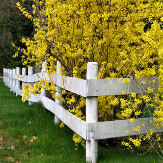 Forsythia intermedia